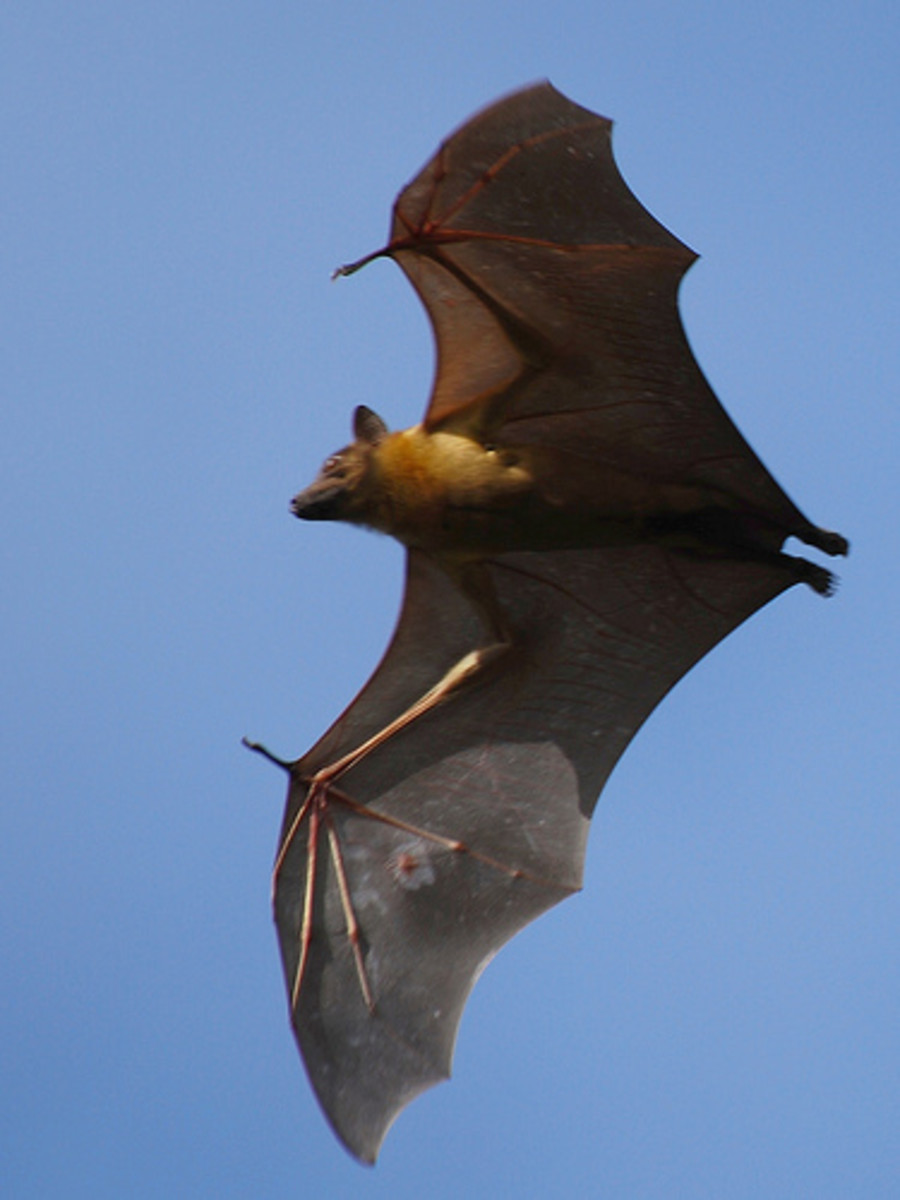 Except for fruit bats, all bats have exceptional eyesight.  Fruit bats have poor eyesight, but they can see.