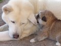 Loyalty, affection, intelligence, and a lion's heart: Koro, the courageous canine hero