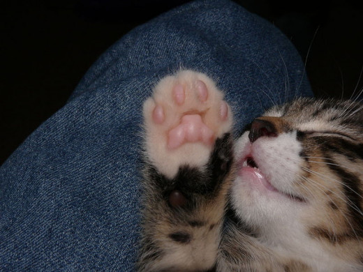 Male and female cats showed a paw preference in studies.