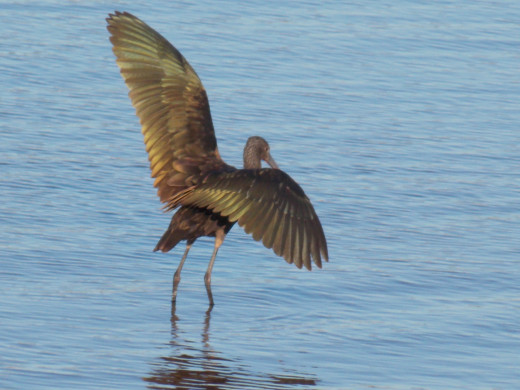 Glossy Ibis