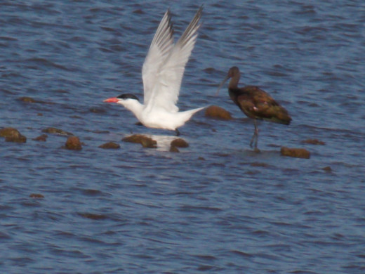 Forster's Tern(left) and Long-Billed Curlew(right)