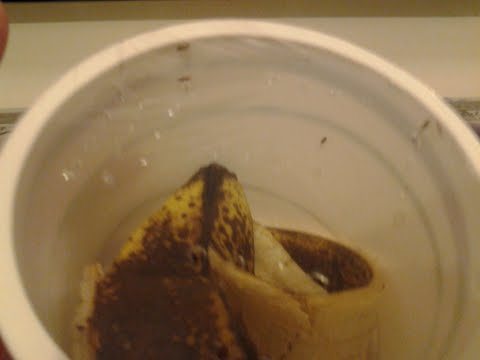 The fruit flies are captured in the container, and can't get out.
