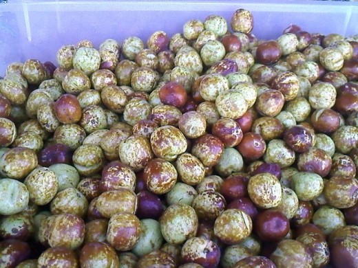 Jujube fruits.