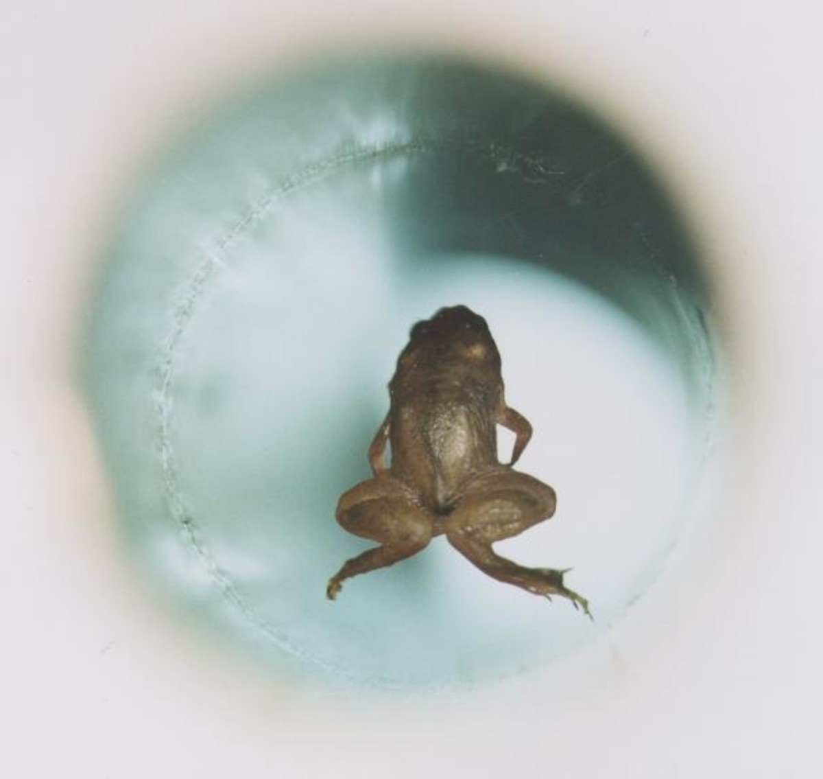 Magnetically levitating a live frog, an experiment that earned Geim and Michael Berry the 2000 Ig Nobel Prize.