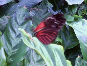 Cockerell Butterfly Center, Houston.