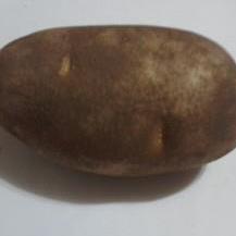 A Russet Potato from a local grocery store