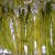 Spread the asparagus in a single layer in your pan Spread the asparagus in a single layer in your pan