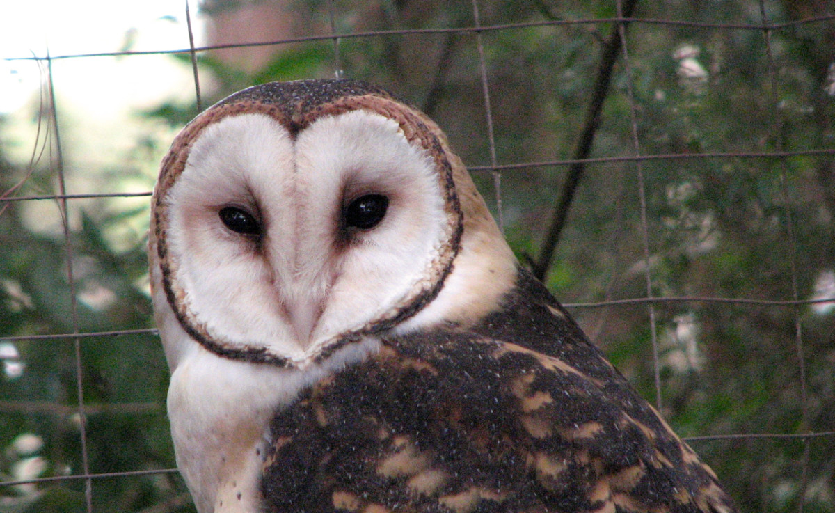 An owl in a cage, Tasmania, Australia. 