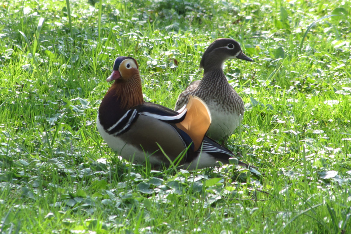 Ducks in a park in Leipzig, Germany - these are used to humans.