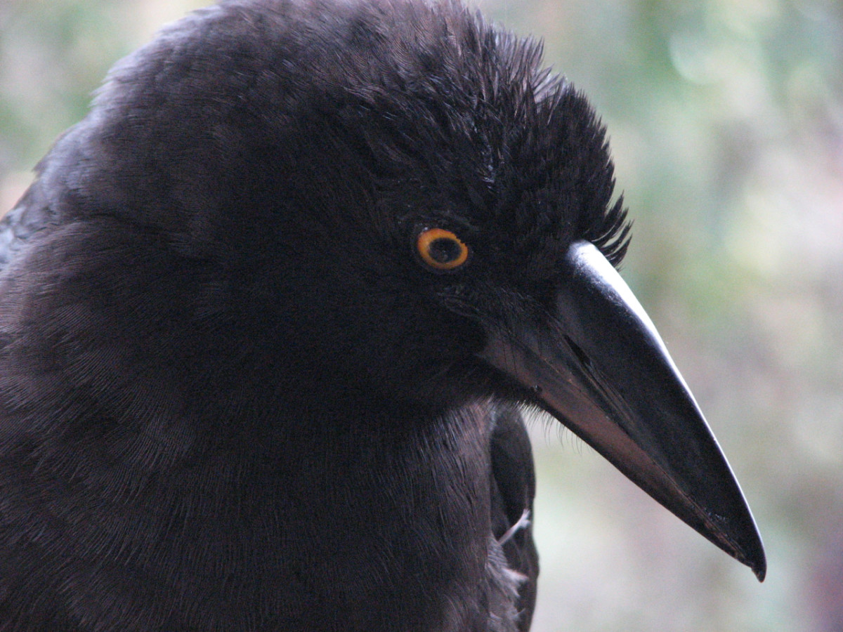 A currawong asking for apple - he would quite happily eat from my hand, Tasmania, Australia. 