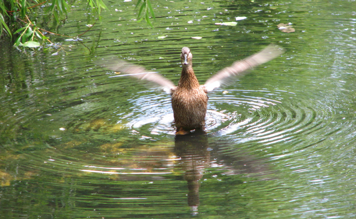 Shaking out water from its wings, a duck in a lake, Leipzig, Germany.