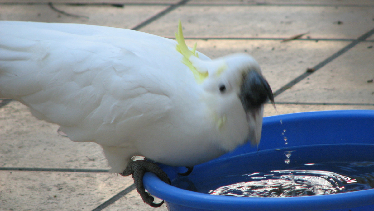 A cockatoo drinking - the head moved to fast, even though the feathers and water drops are in focus! Melbourne, Australia.