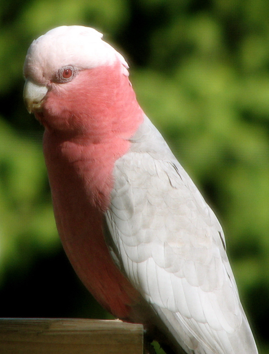 Capturing a female galah in a portrait orientation, with great background blur. This shot was taken through a wire fly-screen.