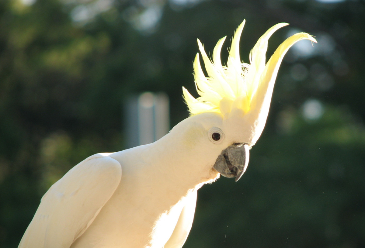 Sun gleams through the crest of the cockatoo.