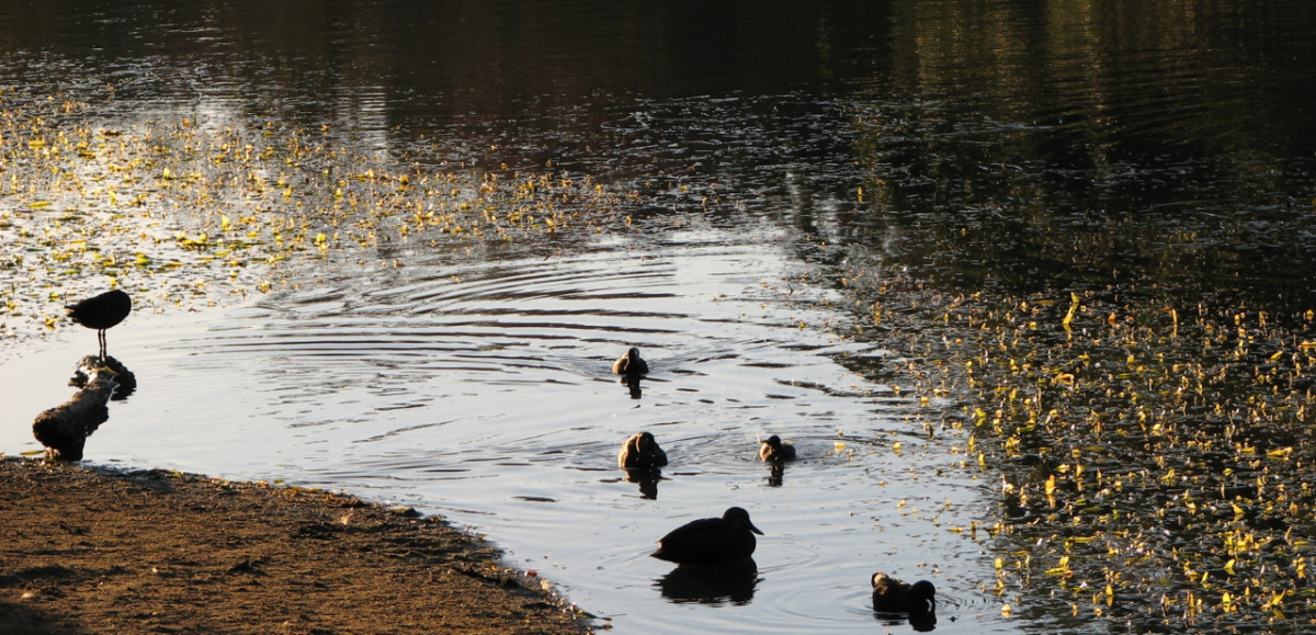 Golden hour, side/front-lit, ducks on a lake. Details are hidden in sleepy silhouettes.