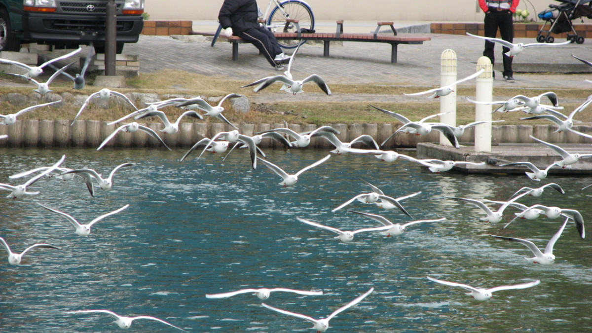 Seagulls, just after takeoff, Fukuoka, Japan.