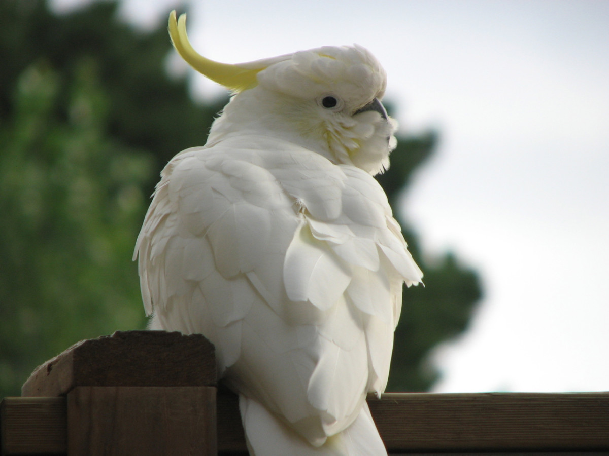 Towards dusk, a cockatoo waiting for the rest of his flock, Melbourne, Australia.