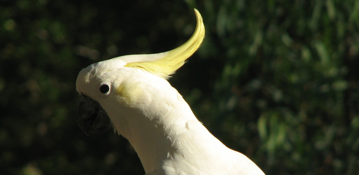 Facing away from the sun, too much detail is lost on the cockatoo's beak and eye. Neck and back feathers are over-exposed.