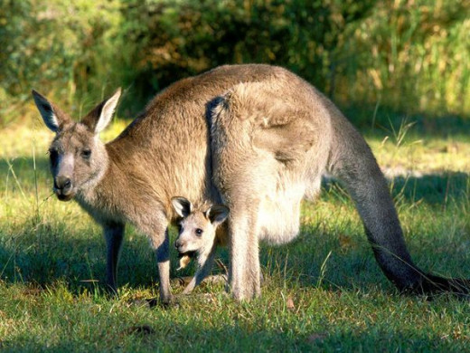 Kangaroo