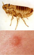 Close Encounter of the Flea Kind