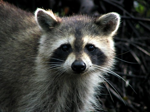 Raccoon with Black Bandit-Like Mask