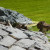 Baby Ducklings in Japanese Friendship Garden San Jose CA Baby Ducklings in Japanese Friendship Garden San Jose CA