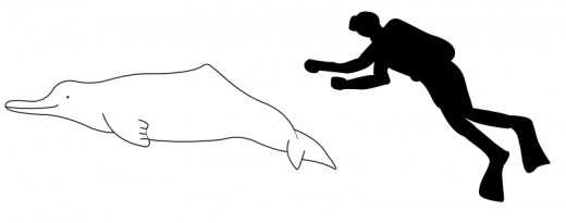 How big is a Baiji dolphin?