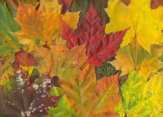 Why Do Leaves Change Color in Fall? | HubPages