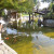 The koi in Japanese Friendship Garden San Jose CA The koi in Japanese Friendship Garden San Jose CA