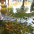 The koi in Japanese Friendship Garden San Jose CA The koi in Japanese Friendship Garden San Jose CA