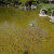 The koi in Japanese Friendship Garden San Jose CA The koi in Japanese Friendship Garden San Jose CA