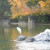An Egret in Japanese Friendship Garden San Jose CA An Egret in Japanese Friendship Garden San Jose CA