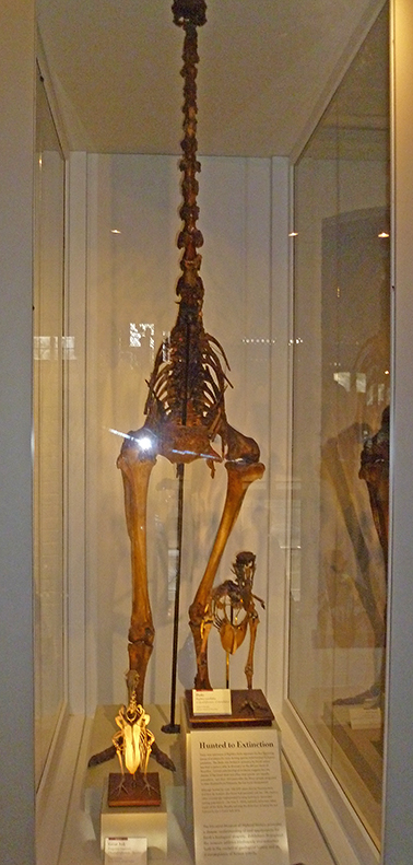 Three Extinct Birds (Skeletons)