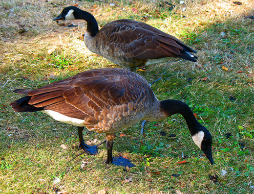 Some backyard Canadian geese