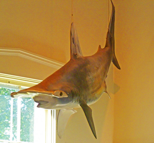 Hammerhead approaches!
