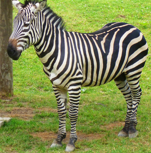 Nicely striped, I must say!