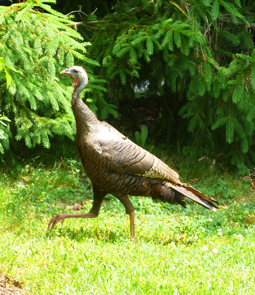 Out for a stroll
