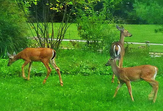 White-tails or red?