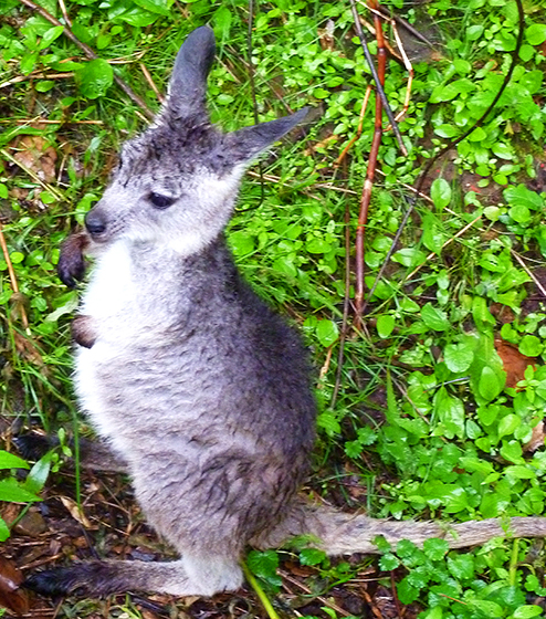 Visitor to these parts