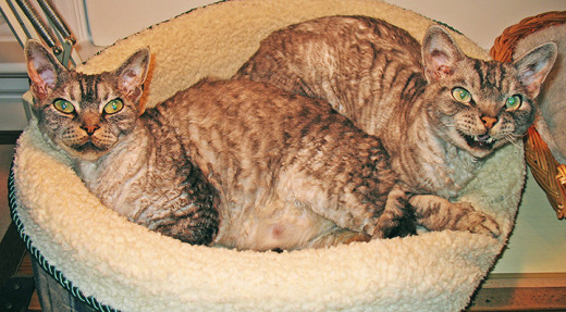 Two Devon Rex in their natural habitat