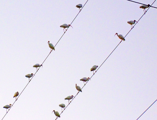 Herons hangin' out