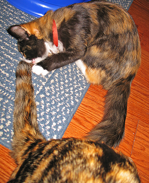 Cooperative littermates