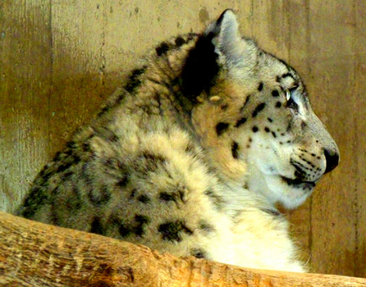 Snow Leopard at rest