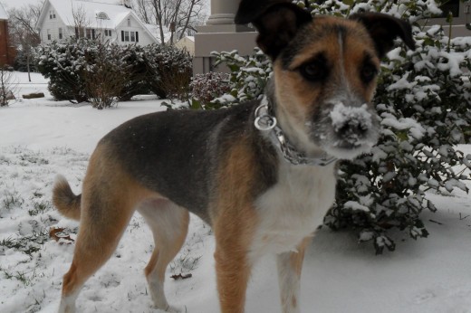 Casey loves snow!