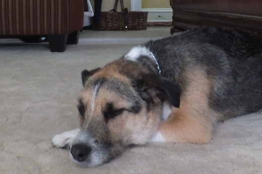 Casey takes a cat-nap