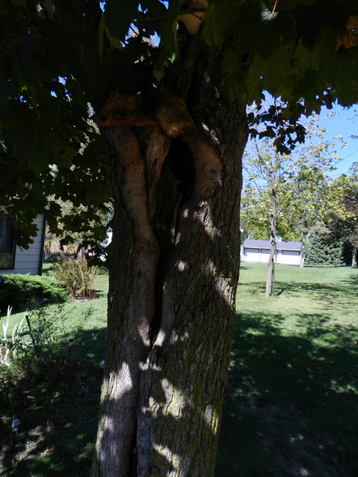 A tree with a frost crack that is several years old. Caused by a poorly removed limb.