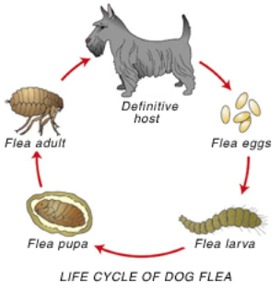 Adult fleas can live 3-4 months