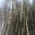 2. Appreciating the bamboos that abound in the area. 2. Appreciating the bamboos that abound in the area.
