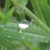 3. Scrutinizing droplets of morning dew 3. Scrutinizing droplets of morning dew