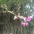 4. Awestruck with the orchid flowers 4. Awestruck with the orchid flowers